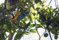 Blue-and-yellow macaw Ara ararauna on a tree eating a mango