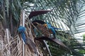 Blue-and-yellow macaw Ara ararauna on a tree eating a mango Royalty Free Stock Photo