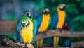 Blue-and-Yellow Macaw Wildlife Bird Royalty Free Stock Photo