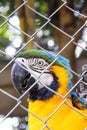 Blue and yellow macaw or ara chloropterus bird clings in steel cage Royalty Free Stock Photo