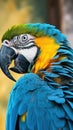 Blue and yellow macaw ara. Closeup shot of blue and yellow macaw on blurred background. Royalty Free Stock Photo