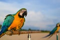 Blue and yellow macaw on beach Royalty Free Stock Photo