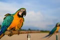 Blue and yellow macaw on beach Royalty Free Stock Photo