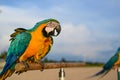 Blue and yellow macaw on beach Royalty Free Stock Photo