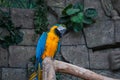 Blue-and-yellow Macaw. Beautiful macaws parrot on tree branch against jungle background. Royalty Free Stock Photo