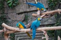 Blue-and-yellow Macaw. Beautiful macaws parrot on tree branch against jungle background. Royalty Free Stock Photo