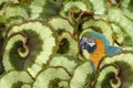 Blue and yellow macaw in Begonia Escargot leaves Royalty Free Stock Photo