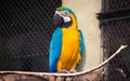 Blue yellow macaw bird at a bird sanctuary in India. Royalty Free Stock Photo