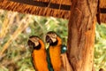 Blue and yellow Macaw bird called Ara ararauna