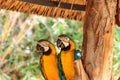 Blue and yellow Macaw bird called Ara ararauna