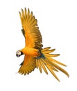 blue yellow macaw bird flying mid-air isolate white background Royalty Free Stock Photo