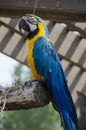 Blue and Yellow Macaw Bird