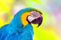 The blue and yellow macaw bird profile Royalty Free Stock Photo