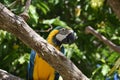 Blue and Yellow Macaw Bird Sitting in a Tree Royalty Free Stock Photo