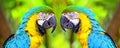 The blue and yellow macaw birds Royalty Free Stock Photo