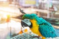 Blue and yellow macaw or blue and gold macaw bird Royalty Free Stock Photo