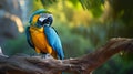 Blue and yellow Macaw