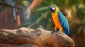 Blue and yellow Macaw