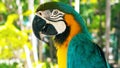 Blue and yellow macaw // A blue and yellow macaw closeup Royalty Free Stock Photo
