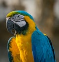 Blue and Yellow Macaw