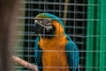 Blue-and-Yellow Macaw caged in captivity Royalty Free Stock Photo