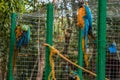 Blue-and-Yellow Macaw caged in captivity Royalty Free Stock Photo