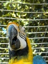 Blue and yellow Macaw in captivity Royalty Free Stock Photo