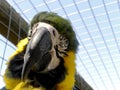 Blue and yellow Macaw in captivity Royalty Free Stock Photo