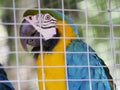 Blue-and-yellow-macaw in captivity looking through cell Royalty Free Stock Photo