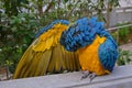 A blue-and-yellow macaw cleaning her own feathers while expanding her right wing