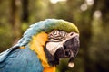 Blue-and-yellow Macaw, close-up of a typical bird from Brazil. Elderly, over forty years old