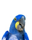 Blue and Yellow Macaw Royalty Free Stock Photo