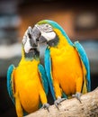 Blue and yellow macaw Royalty Free Stock Photo