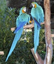 Blue and yellow macaw couple fighting in love Royalty Free Stock Photo