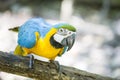 Blue yellow macaw Royalty Free Stock Photo
