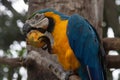 Blue and Yellow Macaw eating a mango Royalty Free Stock Photo