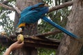 Blue and Yellow Macaw eating a mango Royalty Free Stock Photo