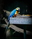 The blue-and-yellow macaw eating something Royalty Free Stock Photo