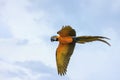 Blue and yellow macaw flying Royalty Free Stock Photo