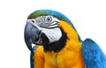 Blue and yellow macaw