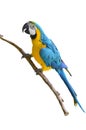 Blue and yellow macaw Royalty Free Stock Photo