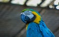 Blue-and-yellow macaw or blue-and-gold macaw, Ara ararauna, bird of the Psittacidae family and one of the most famous parrots of