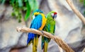 blue-and-yellow macaw and Green-winged macaw Royalty Free Stock Photo