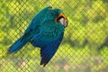 Blue and Yellow Macaw hanging with cage net and scratching his right wing with beak at gazipur safari park in Dhaka, Bangladesh Royalty Free Stock Photo