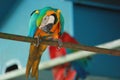 Blue and Yellow Macaw holding steel bar of cage and looking down curiously at Gazipur safari park, Dhaka, Bangladesh