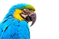 Macaw isolated on white background