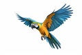 A Blue-and-yellow macaw isolated on white background. Generate Ai Royalty Free Stock Photo