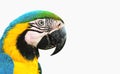Blue-and-yellow macaw known as Arara Caninde isolated on white Royalty Free Stock Photo