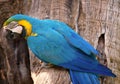 Parrot yellow and blue , ara ararauna, bird,