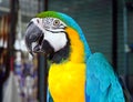The blue-and-yellow macaw, is a large South American parrot (Ara ararauna)
